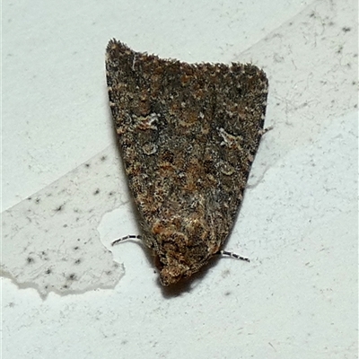 Hypoperigea tonsa (A Noctuid moth (Acronictinae) at Borough, NSW - 30 Sep 2025 by Paul4K