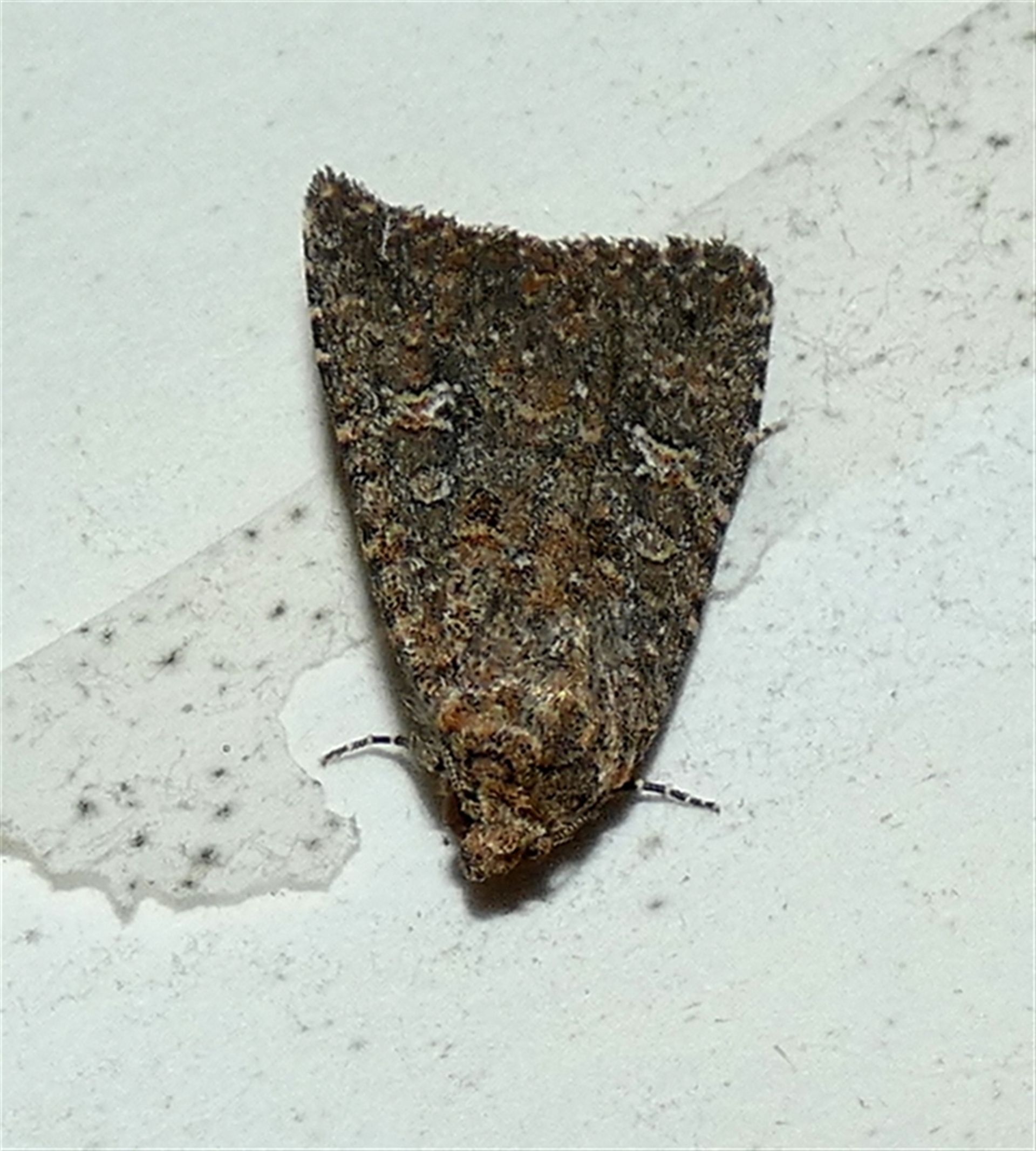 Hypoperigea tonsa at Borough, NSW - suppressed