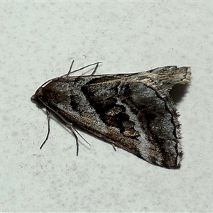 Dichromodes stilbiata (White-barred Heath Moth) by Paul4K