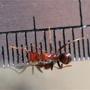 Papyrius sp. (genus) (A Coconut Ant) at Hackett, ACT - 1 Oct 2025 by Lisa.Jok