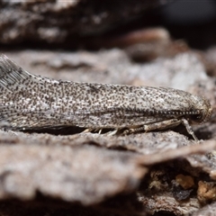 Orescoa orites (A concealer moth) at Jerrabomberra, NSW - 1 Oct 2025 by DianneClarke