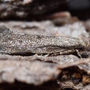 Orescoa orites (A concealer moth) at Jerrabomberra, NSW - 1 Oct 2025 by DianneClarke