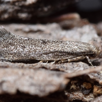 Orescoa orites (A concealer moth) at Jerrabomberra, NSW - 1 Oct 2025 by DianneClarke
