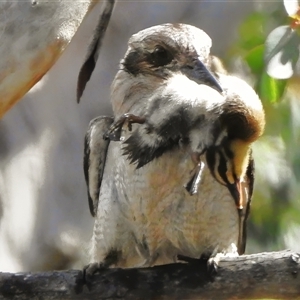 Dacelo novaeguineae (Laughing Kookaburra) at Kambah, ACT - 30 Sep 2025 by JohnBundock