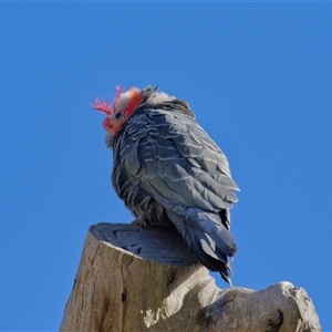 Callocephalon fimbriatum (identifiable birds) (Gang-gang Cockatoo (named birds)) at Cook, ACT - 1 Oct 2025 by Rheardy
