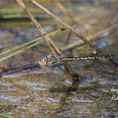 Hemicordulia tau (Tau Emerald) at Cook, ACT - 1 Oct 2025 by Rheardy