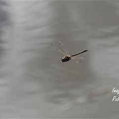 Hemicordulia tau (Tau Emerald) at Aranda, ACT - 1 Oct 2025 by Rheardy