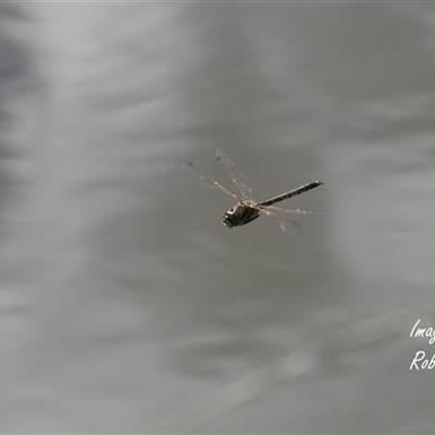 Hemicordulia tau (Tau Emerald) at Aranda, ACT - 1 Oct 2025 by Rheardy