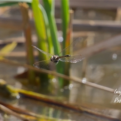 Hemicordulia tau (Tau Emerald) at Yarralumla, ACT - 1 Oct 2025 by Rheardy
