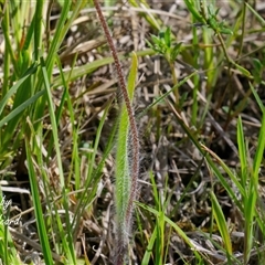 Caladenia atrovespa (Green-comb Spider Orchid) at Yarralumla, ACT - 1 Oct 2025 by Rheardy