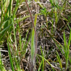 Caladenia atrovespa (Green-comb Spider Orchid) at Yarralumla, ACT - 1 Oct 2025 by Rheardy