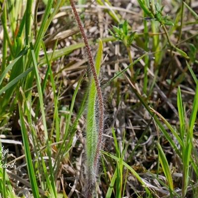 Caladenia atrovespa (Green-comb Spider Orchid) at Yarralumla, ACT - 1 Oct 2025 by Rheardy