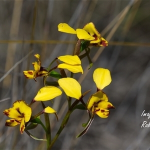 Diuris nigromontana (Black Mountain Leopard Orchid) at Yarralumla, ACT - 1 Oct 2025 by Rheardy
