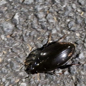 Hydrophilidae (family) (Unidentified water scavenger beetle) at Goulburn, NSW - 30 Sep 2025 by trevorpreston