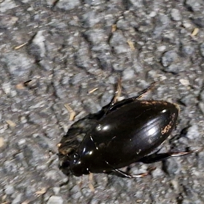 Hydrophilidae (family) (Unidentified water scavenger beetle) at Goulburn, NSW - 30 Sep 2025 by trevorpreston