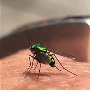 Dolichopodidae (family) (Unidentified Long-legged fly) at Dunbogan, NSW - 1 Oct 2025 by LPW