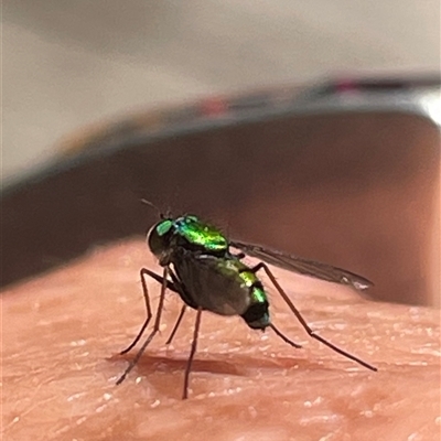 Dolichopodidae (family) (Unidentified Long-legged fly) at Dunbogan, NSW - 1 Oct 2025 by LPW
