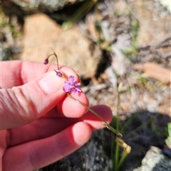 Arthropodium minus (Small Vanilla Lily) at Uriarra Village, ACT - 29 Sep 2025 by rangerstacey