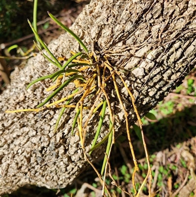 Unverified Orchid at Killabakh, NSW - 14 Sep 2025 by Purschy