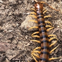 Unverified Centipede (Chilopoda) at Kungala, NSW - 1 Oct 2025 by donnanchris