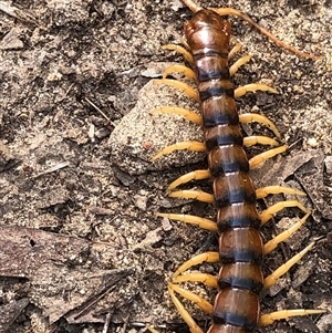 Unverified Centipede (Chilopoda) at Kungala, NSW - 1 Oct 2025 by donnanchris