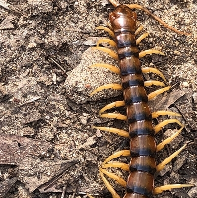 Unverified Centipede (Chilopoda) at Kungala, NSW - 1 Oct 2025 by donnanchris