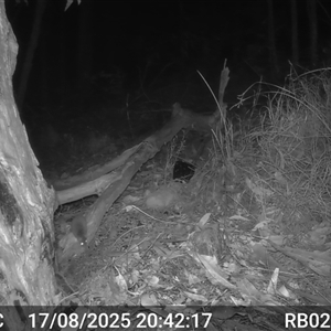 Antechinus flavipes (Yellow-footed Antechinus) at Bucketty, NSW - 17 Aug 2025 by MartinPredavec