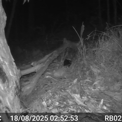 Antechinus flavipes (Yellow-footed Antechinus) at Bucketty, NSW - 18 Aug 2025 by MartinPredavec