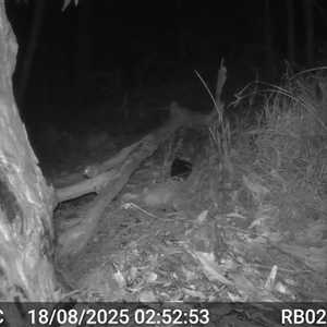Antechinus flavipes (Yellow-footed Antechinus) at Bucketty, NSW - 18 Aug 2025 by MartinPredavec