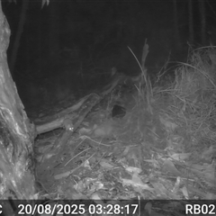 Antechinus flavipes (Yellow-footed Antechinus) at Bucketty, NSW - 20 Aug 2025 by MartinPredavec