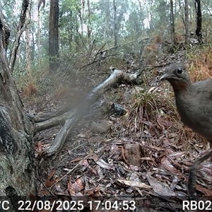 Menura novaehollandiae (Superb Lyrebird) at Bucketty, NSW - 22 Aug 2025 by MartinPredavec