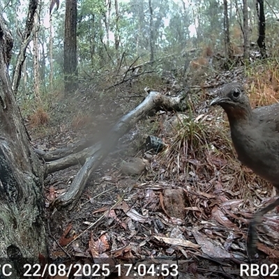 Menura novaehollandiae (Superb Lyrebird) at Bucketty, NSW - 22 Aug 2025 by MartinPredavec