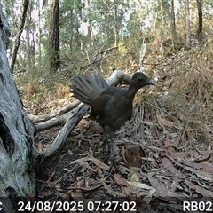 Menura novaehollandiae (Superb Lyrebird) at Bucketty, NSW - 24 Aug 2025 by MartinPredavec
