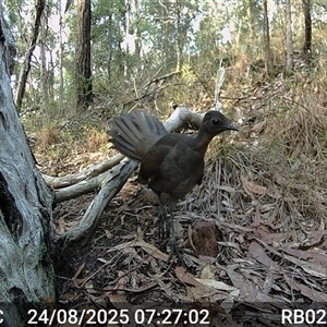 Menura novaehollandiae (Superb Lyrebird) at Bucketty, NSW - 24 Aug 2025 by MartinPredavec