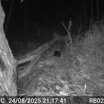 Antechinus flavipes (Yellow-footed Antechinus) at Bucketty, NSW - 24 Aug 2025 by MartinPredavec