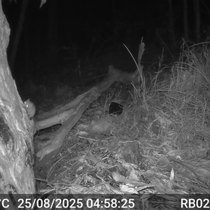 Antechinus flavipes (Yellow-footed Antechinus) at Bucketty, NSW - 25 Aug 2025 by MartinPredavec