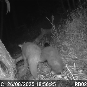 Trichosurus vulpecula (Common Brushtail Possum) at Bucketty, NSW - 26 Aug 2025 by MartinPredavec