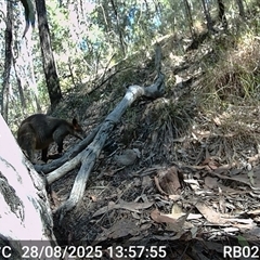 Wallabia bicolor (Swamp Wallaby) at Bucketty, NSW - 28 Aug 2025 by MartinPredavec