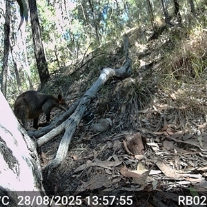 Wallabia bicolor (Swamp Wallaby) at Bucketty, NSW - 28 Aug 2025 by MartinPredavec