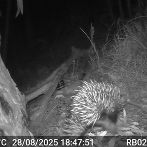 Tachyglossus aculeatus (Short-beaked Echidna) at Bucketty, NSW - 28 Aug 2025 by MartinPredavec