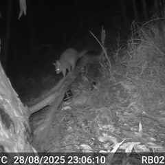 Trichosurus vulpecula (Common Brushtail Possum) at Bucketty, NSW - 28 Aug 2025 by MartinPredavec