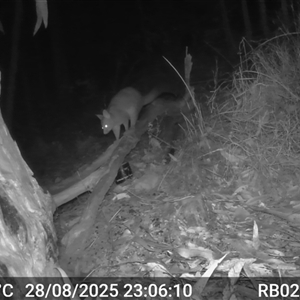 Trichosurus vulpecula (Common Brushtail Possum) at Bucketty, NSW - 28 Aug 2025 by MartinPredavec