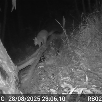 Trichosurus vulpecula (Common Brushtail Possum) at Bucketty, NSW - 28 Aug 2025 by MartinPredavec