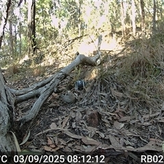 Cormobates leucophaea (White-throated Treecreeper) at Bucketty, NSW - 3 Sep 2025 by MartinPredavec
