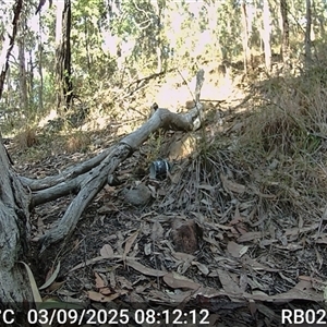 Cormobates leucophaea (White-throated Treecreeper) at Bucketty, NSW - 3 Sep 2025 by MartinPredavec