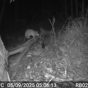 Perameles nasuta (Long-nosed Bandicoot) at Bucketty, NSW - 5 Sep 2025 by MartinPredavec