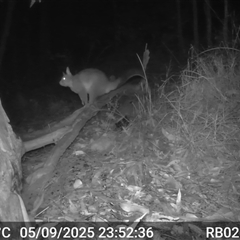 Trichosurus vulpecula (Common Brushtail Possum) at Bucketty, NSW - 5 Sep 2025 by MartinPredavec