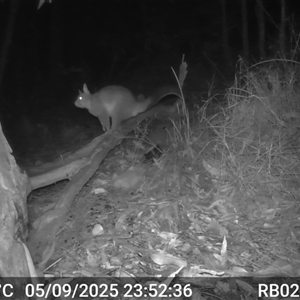 Trichosurus vulpecula (Common Brushtail Possum) at Bucketty, NSW - 5 Sep 2025 by MartinPredavec