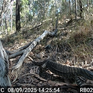 Varanus varius (Lace Monitor) at Bucketty, NSW - 8 Sep 2025 by MartinPredavec
