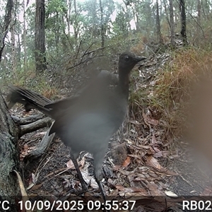 Menura novaehollandiae (Superb Lyrebird) at Bucketty, NSW - 10 Sep 2025 by MartinPredavec